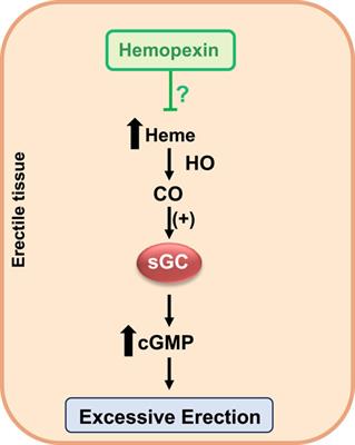 Targeting heme in sickle cell disease: new perspectives on priapism treatment